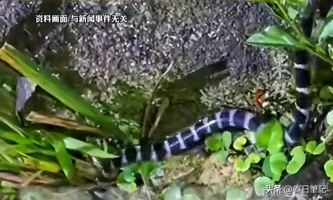 女游客被蛇咬身亡后续！身份信息曝光家属发声抢救后称没经验(图23)