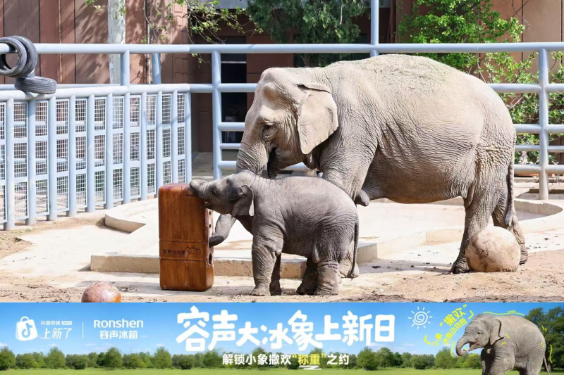 济南动物园来了位“重量级”朋友:容声“大冰象”带来的不只是食物(图1)